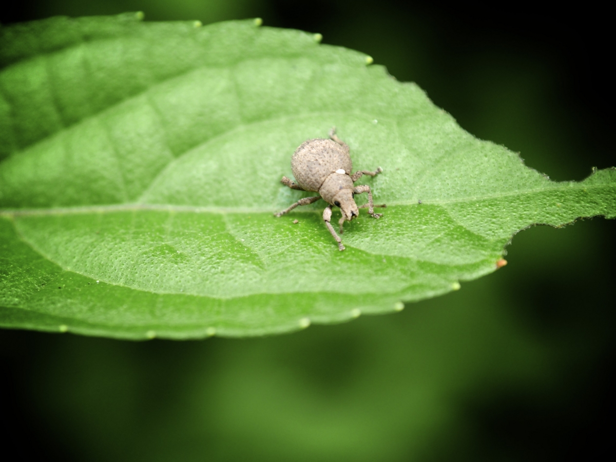 f:id:DocSeri:20140701161839j:plain