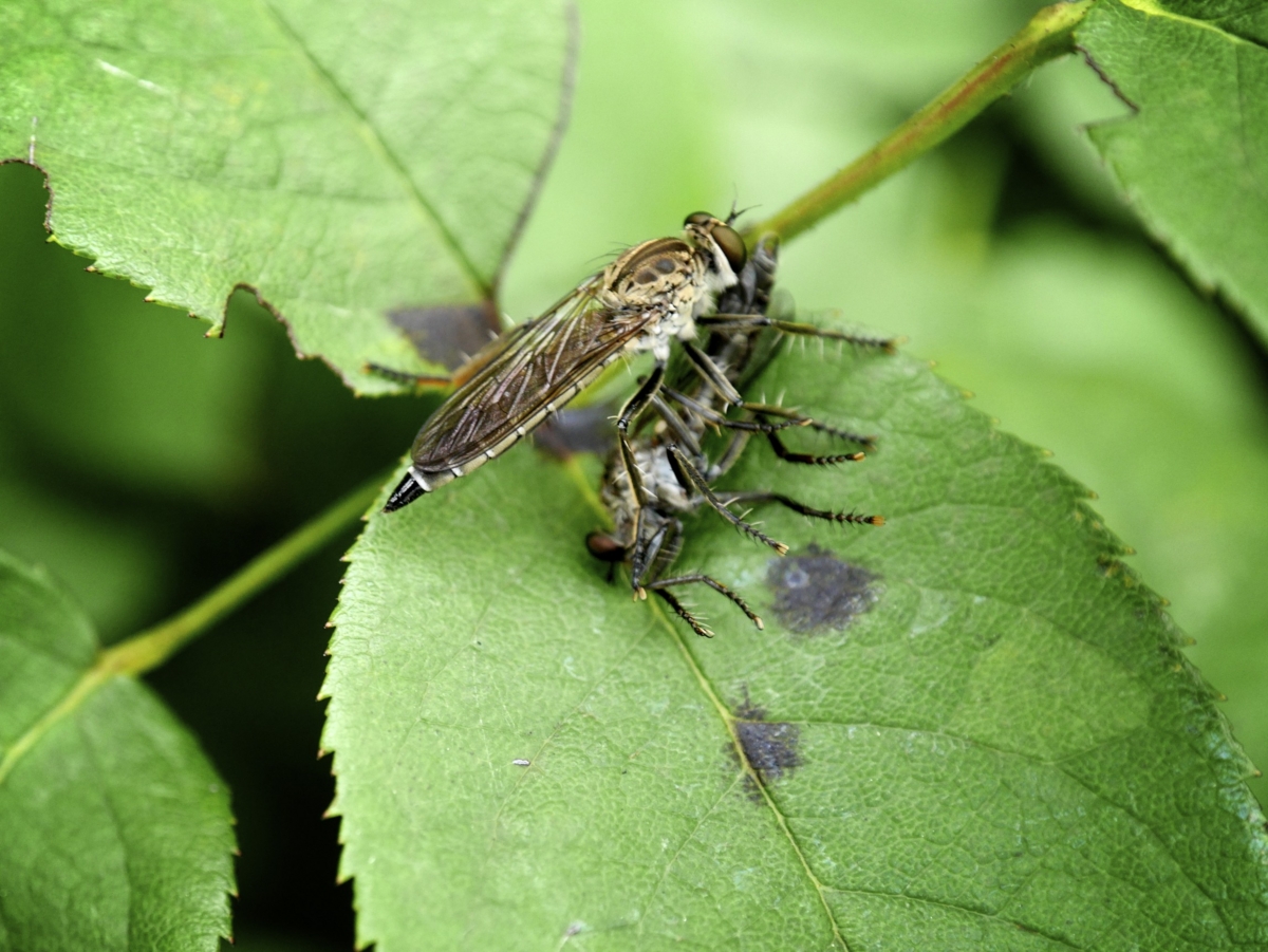 f:id:DocSeri:20140701162524j:plain