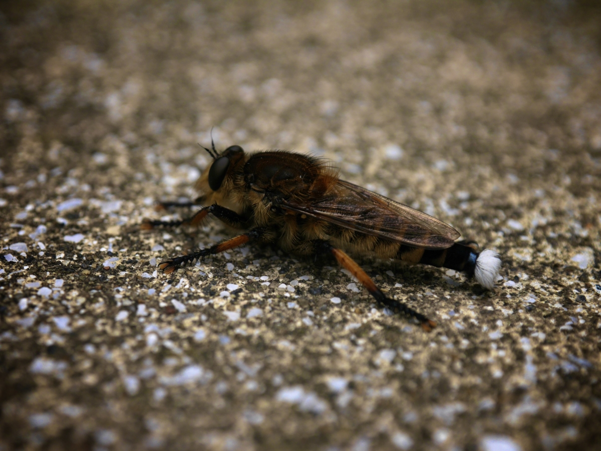 f:id:DocSeri:20140703122500j:plain