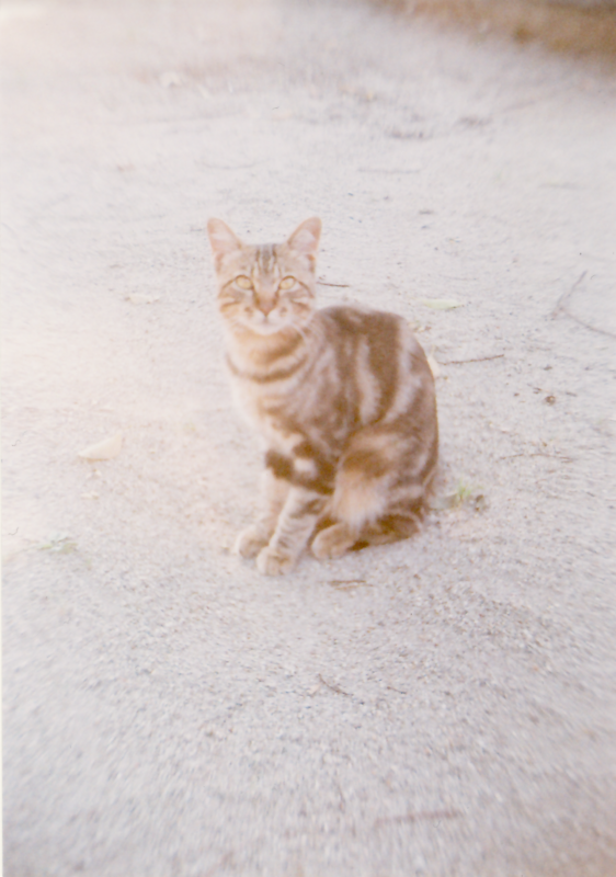 f:id:Dokukinoko:20110908175642p:image:w360:left f:id:Dokukinoko:20110908175642p:image:w360:left