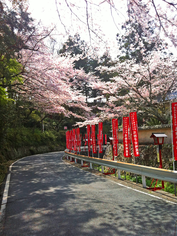 岩水寺・さくら