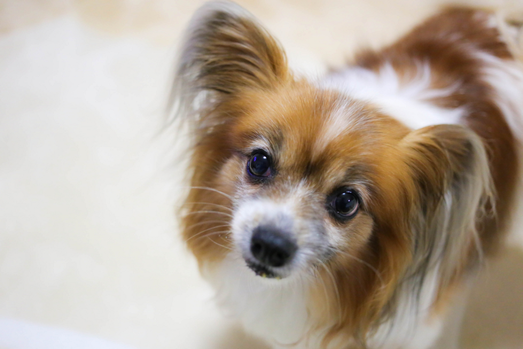 f:id:EPHS:20151115091822j:plain f:id:EPHS:20151115091822j:plain