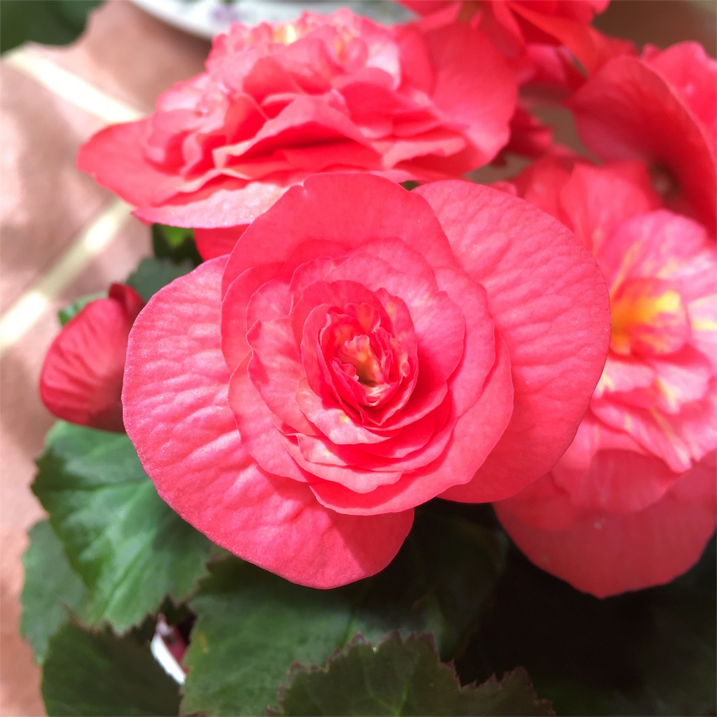 f:id:EarthAngelLight:20160414212903j:image f:id:EarthAngelLight:20160414212903j:image