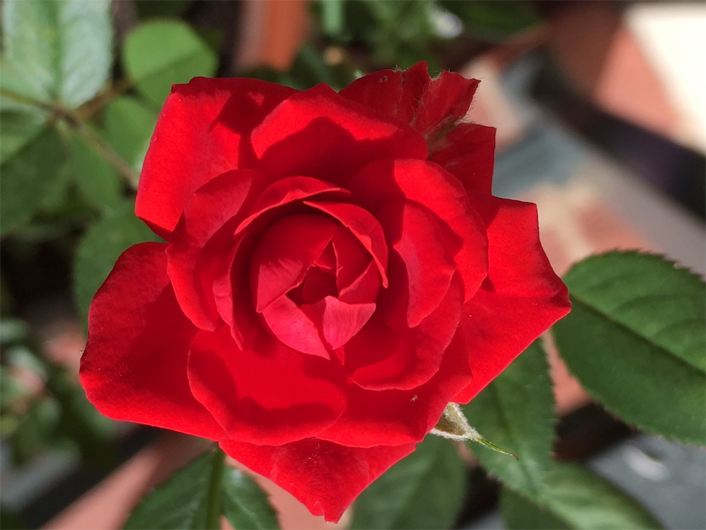 f:id:EarthAngelLight:20160520153151j:image f:id:EarthAngelLight:20160520153151j:image