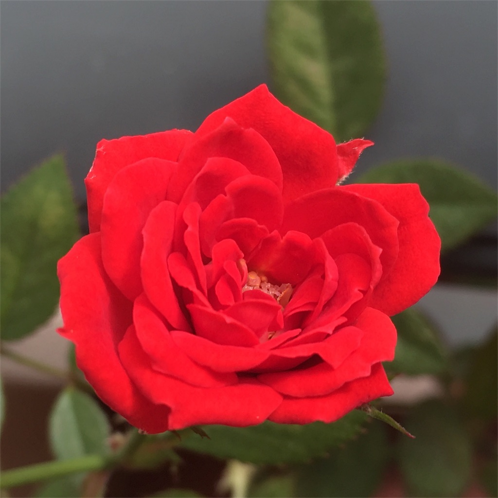 f:id:EarthAngelLight:20160528142400j:image f:id:EarthAngelLight:20160528142400j:image