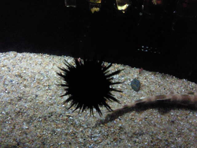 f:id:Flash-korin-BW:20121030124300j:plain f:id:Flash-korin-BW:20121030124300j:plain