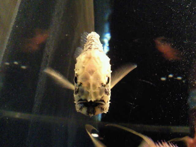 f:id:Flash-korin-BW:20121030125100j:plain f:id:Flash-korin-BW:20121030125100j:plain
