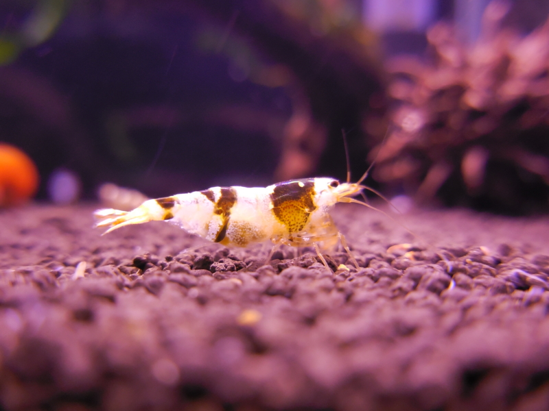 f:id:Fleuve:20140517215529j:plain f:id:Fleuve:20140517215529j:plain