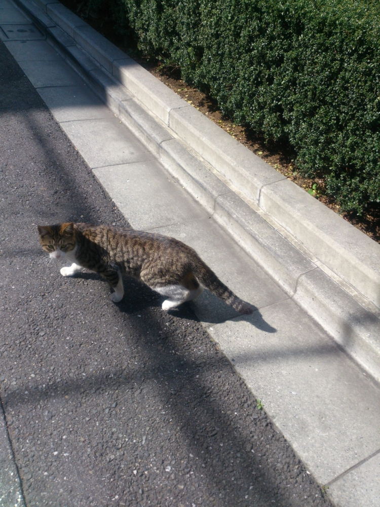 f:id:FluffyHula:20140407135418j:plain