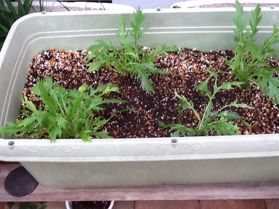 f:id:Fnishi:20131017163419j:image f:id:Fnishi:20131017163419j:image