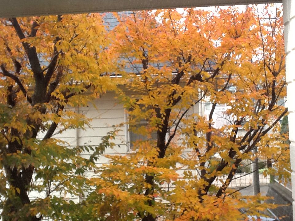 f:id:Fnishi:20131126160431j:image f:id:Fnishi:20131126160431j:image
