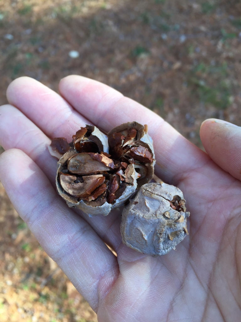f:id:GardenPorter:20151221114707j:plain f:id:GardenPorter:20151221114707j:plain