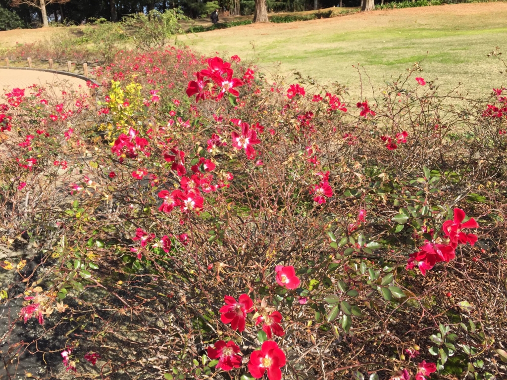 f:id:GardenPorter:20151221115247j:plain f:id:GardenPorter:20151221115247j:plain