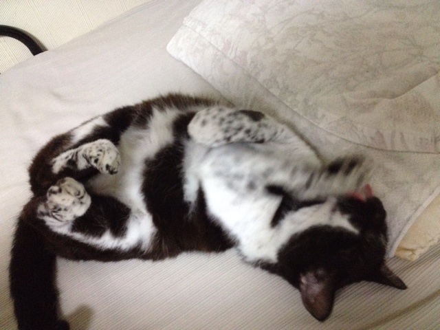 f:id:Goppachi:20140705222004j:plain f:id:Goppachi:20140705222004j:plain