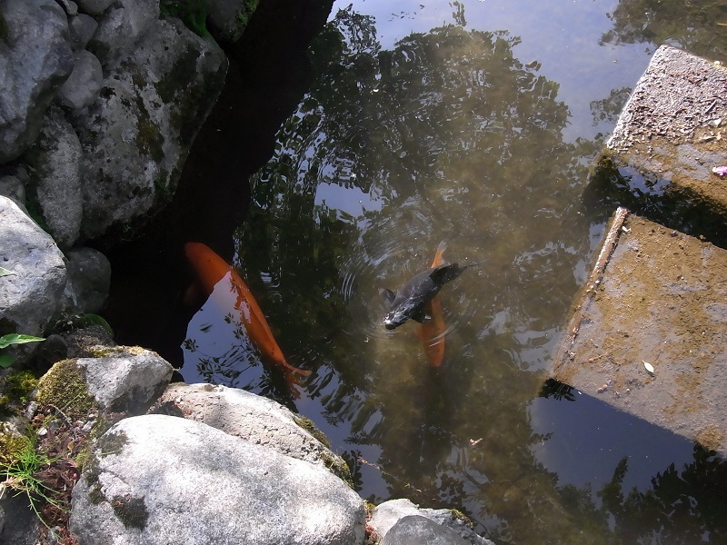 f:id:HaLuKa:20130526160544j:plain