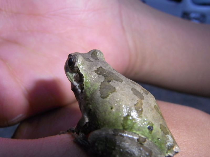 f:id:HaLuKa:20130526185704j:plain f:id:HaLuKa:20130526185704j:plain