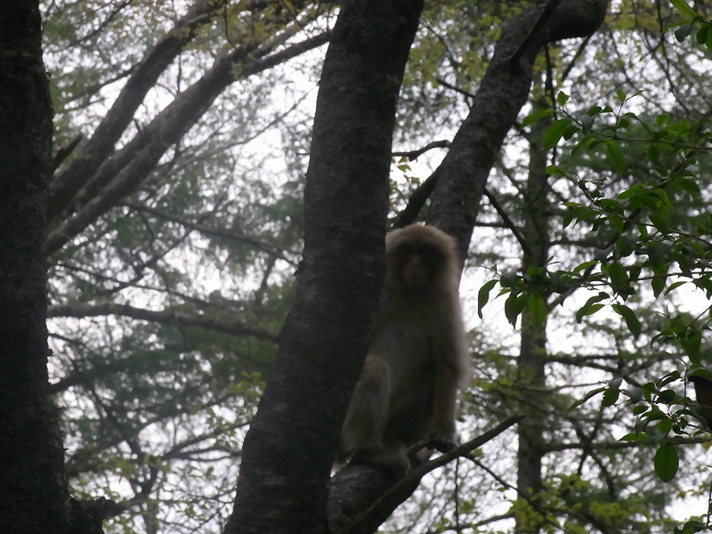 f:id:HaLuKa:20130527165133j:plain