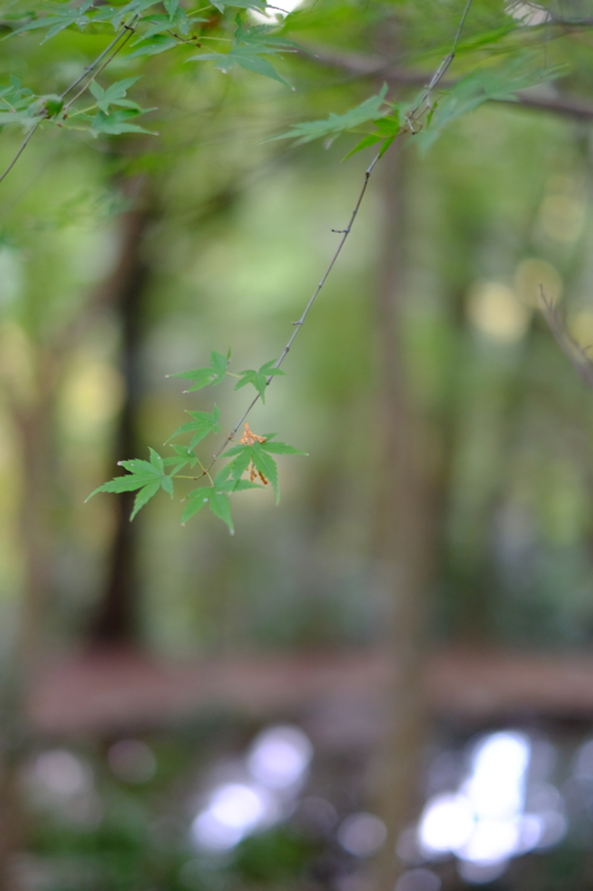f:id:HappyBox:20141120160118j:plain f:id:HappyBox:20141120160118j:plain