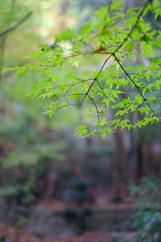 f:id:HappyBox:20141120160838j:plain f:id:HappyBox:20141120160838j:plain