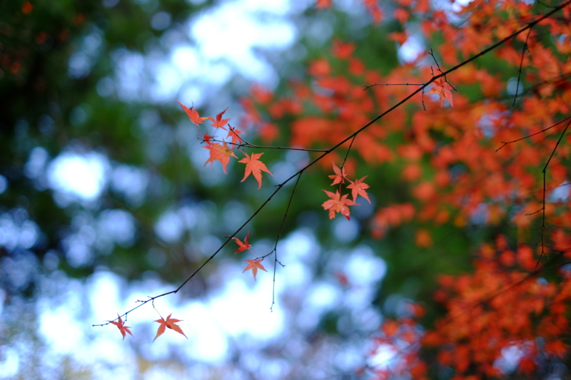 f:id:HappyBox:20141120161452j:plain f:id:HappyBox:20141120161452j:plain