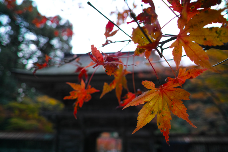 f:id:HappyBox:20141120164246j:plain f:id:HappyBox:20141120164246j:plain