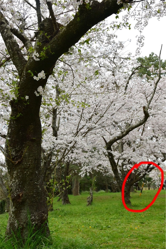 f:id:HaruruAdventure:20160421225123j:image f:id:HaruruAdventure:20160421225123j:image