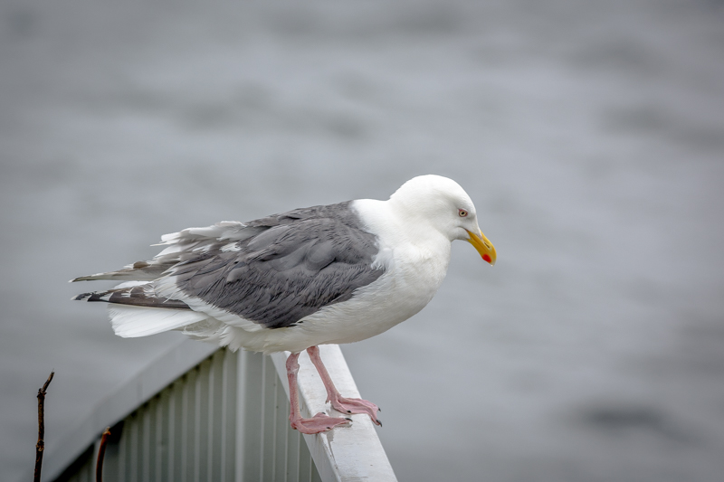 f:id:HazeinHeart:20140614094037j:plain f:id:HazeinHeart:20140614094037j:plain