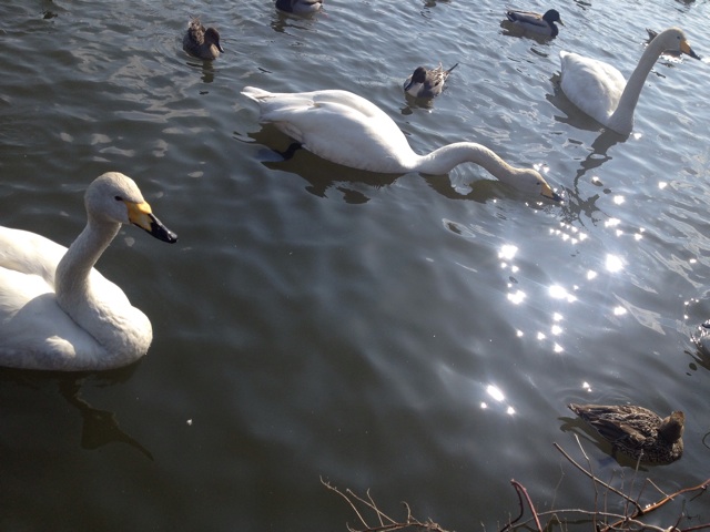 f:id:Himeeeno:20140320135631j:plain f:id:Himeeeno:20140320135631j:plain