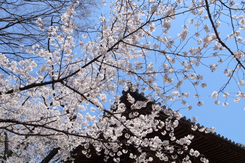 f:id:Hirugami:20110409123156j:image:w600 f:id:Hirugami:20110409123156j:image:w600