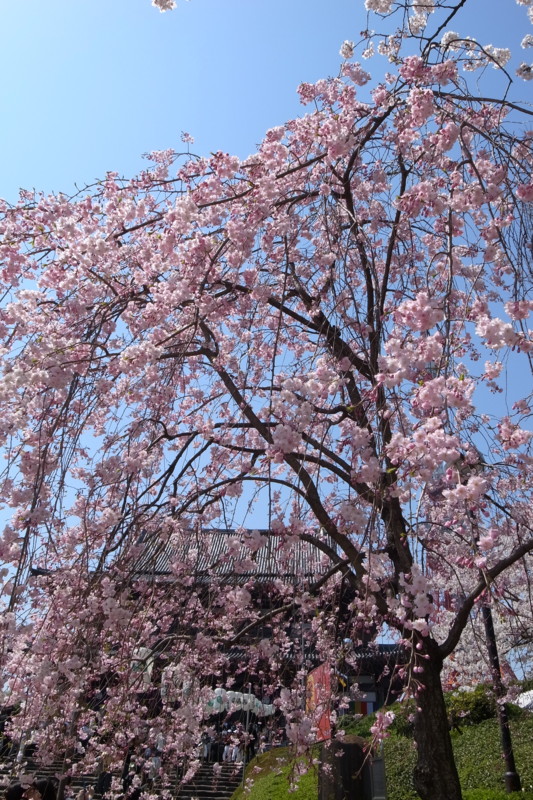 f:id:Hirugami:20110409123715j:image:h600 f:id:Hirugami:20110409123715j:image:h600