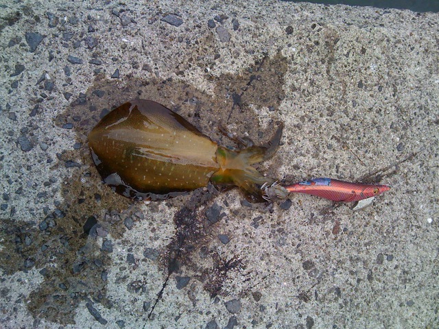 f:id:HomeBrewStudio:20120908083254j:image f:id:HomeBrewStudio:20120908083254j:image