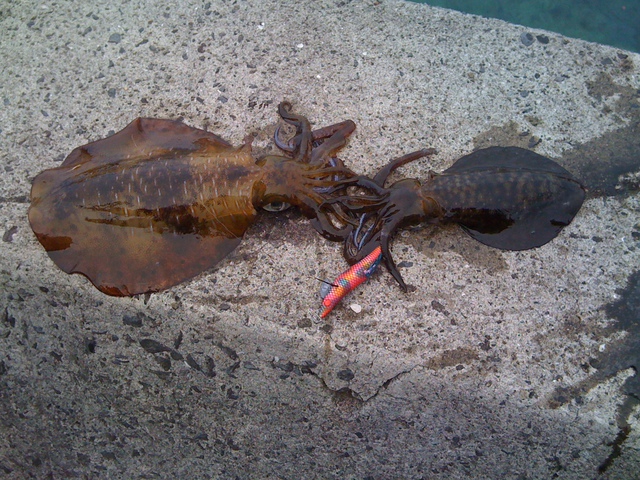f:id:HomeBrewStudio:20120908090953j:image f:id:HomeBrewStudio:20120908090953j:image