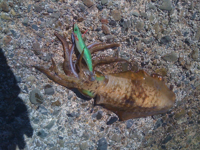 f:id:HomeBrewStudio:20120908105614j:image f:id:HomeBrewStudio:20120908105614j:image