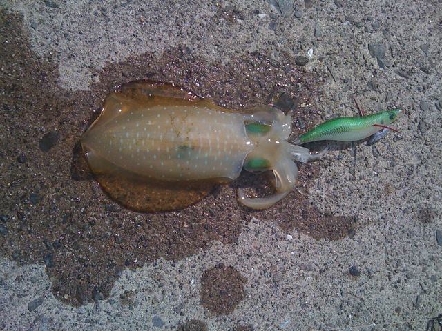f:id:HomeBrewStudio:20120909093527j:image f:id:HomeBrewStudio:20120909093527j:image