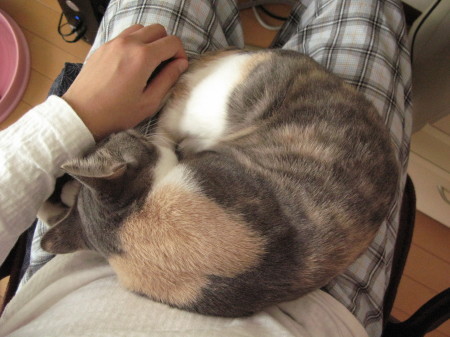 f:id:Hoshiba:20090111145033j:image f:id:Hoshiba:20090111145033j:image