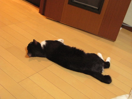 f:id:Hoshiba:20090111163800j:image f:id:Hoshiba:20090111163800j:image