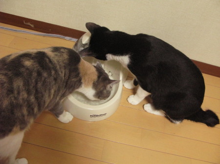 f:id:Hoshiba:20090518202635j:image f:id:Hoshiba:20090518202635j:image
