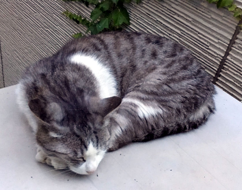 f:id:ICHIZO:20160608051304j:plain f:id:ICHIZO:20160608051304j:plain