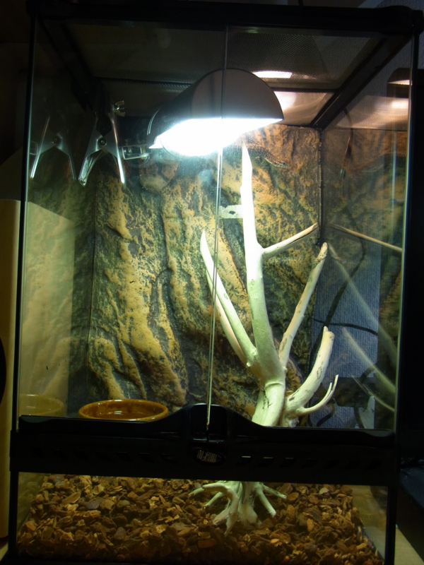 チモールモニターさん NoName