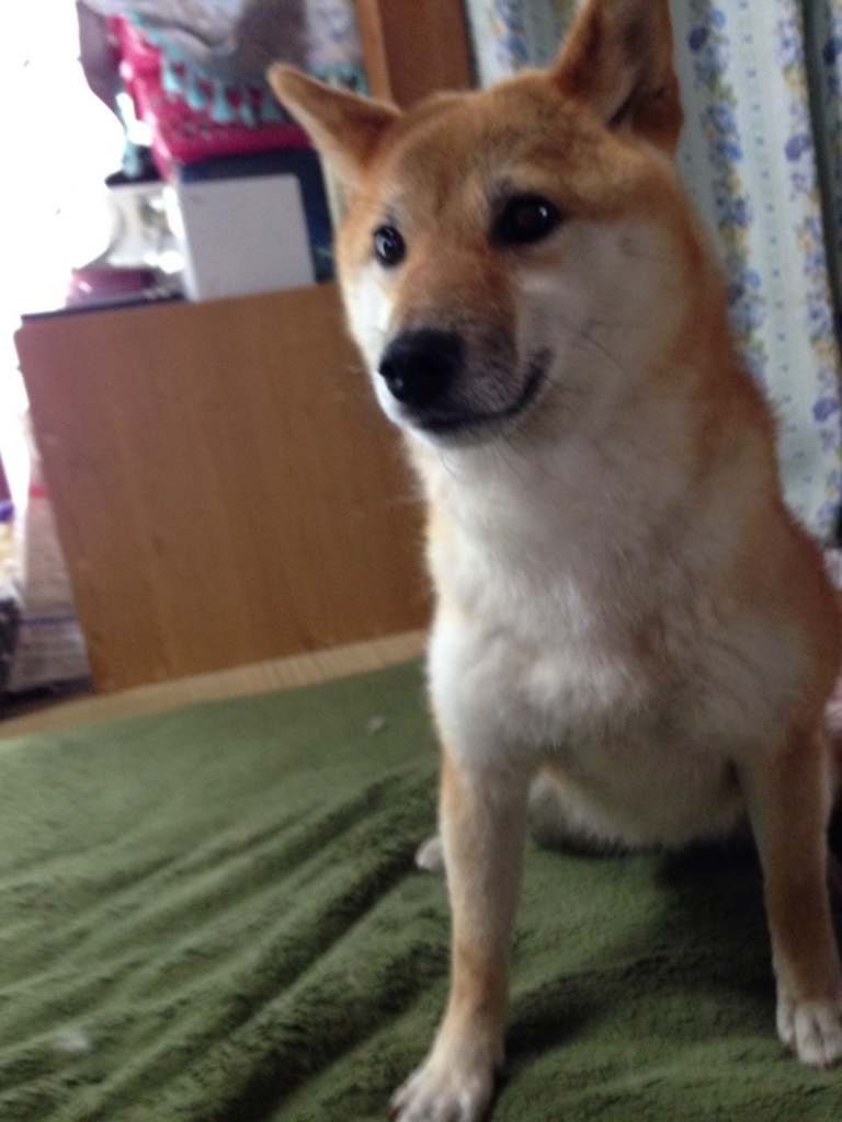 f:id:JunchanObachan:20150630141327j:plain f:id:JunchanObachan:20150630141327j:plain