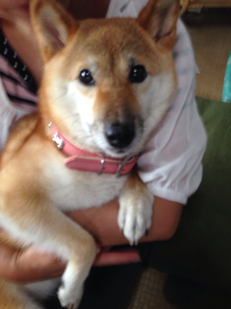 f:id:JunchanObachan:20150811085516j:plain f:id:JunchanObachan:20150811085516j:plain