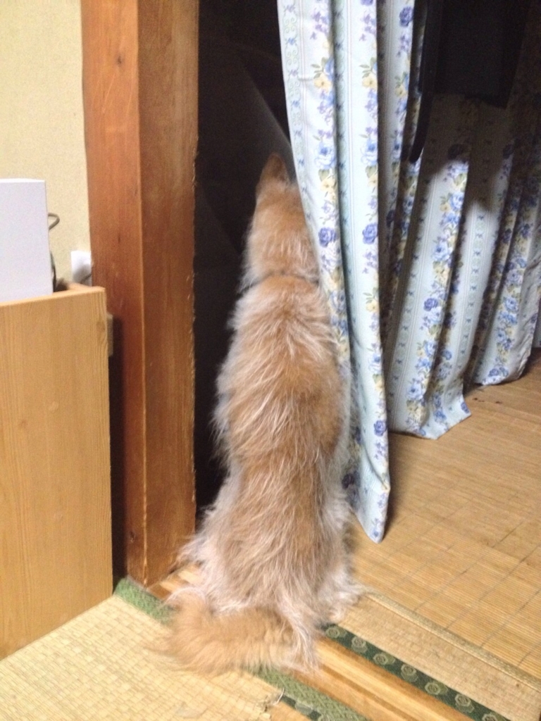 f:id:JunchanObachan:20150927221154j:plain f:id:JunchanObachan:20150927221154j:plain