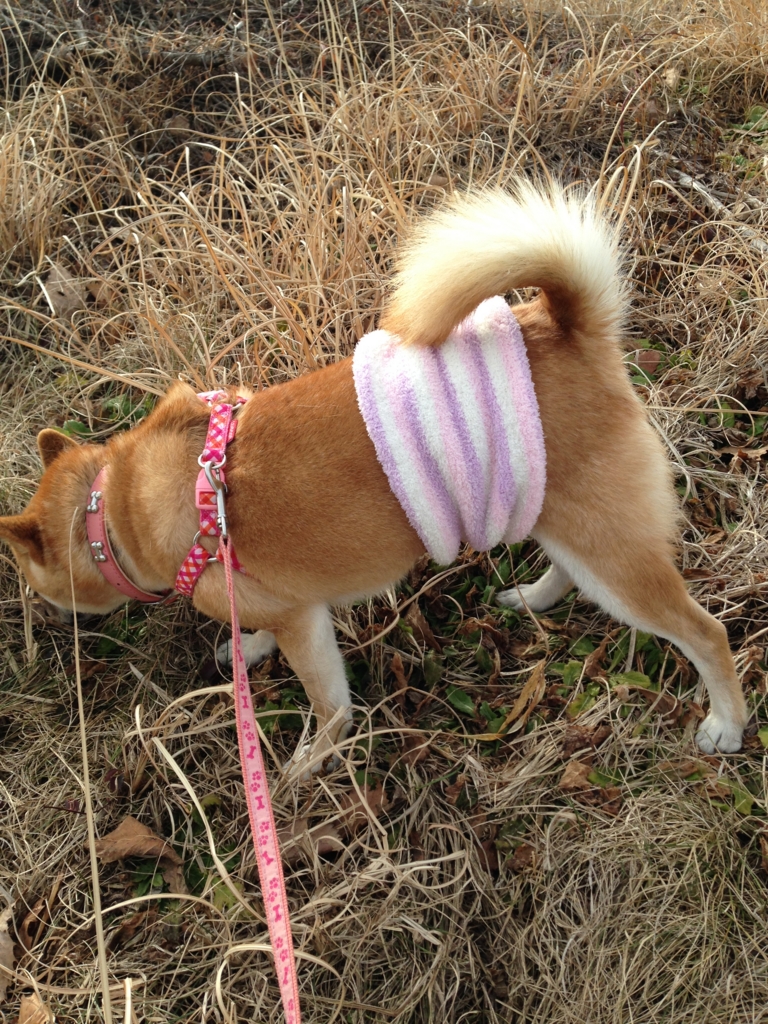 f:id:JunchanObachan:20160111162230j:plain