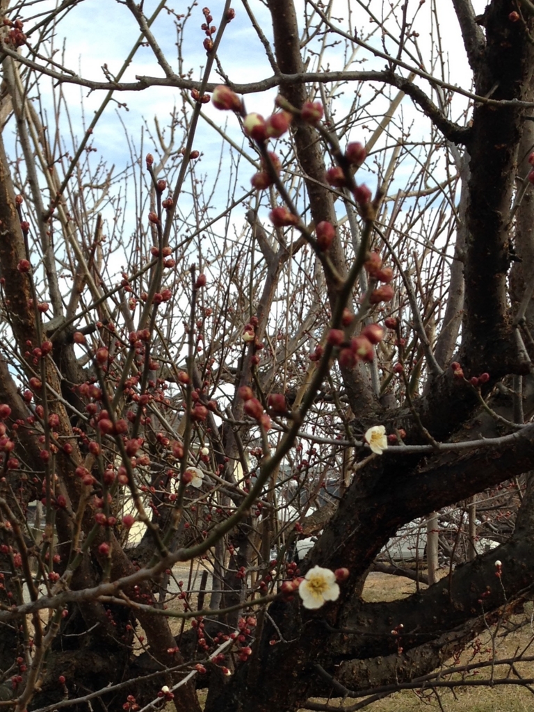 f:id:JunchanObachan:20160112211705j:plain