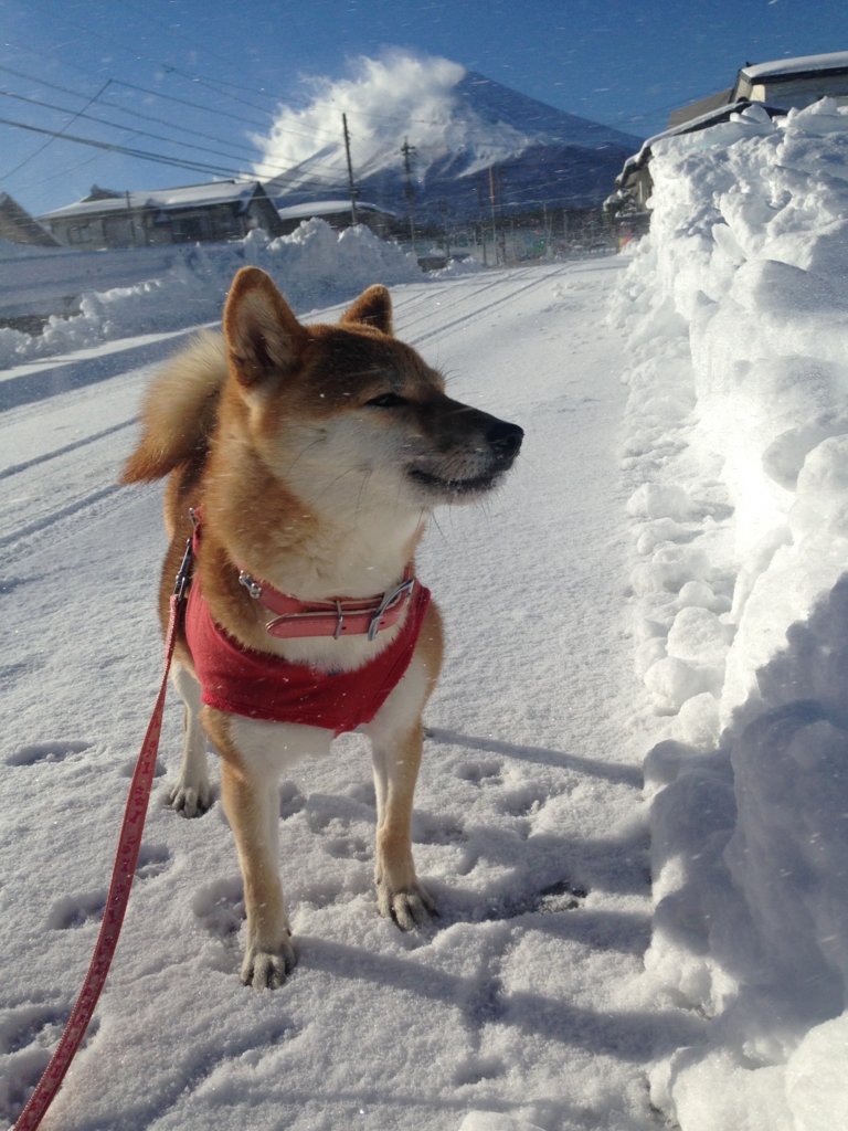 f:id:JunchanObachan:20160119091404j:plain