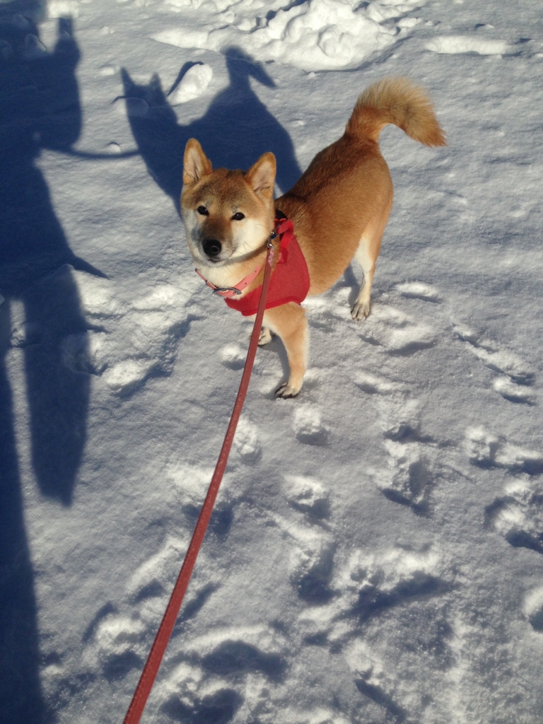 f:id:JunchanObachan:20160119091527j:plain