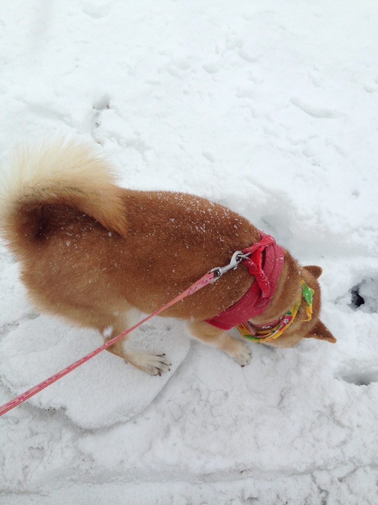 f:id:JunchanObachan:20160201090219j:plain