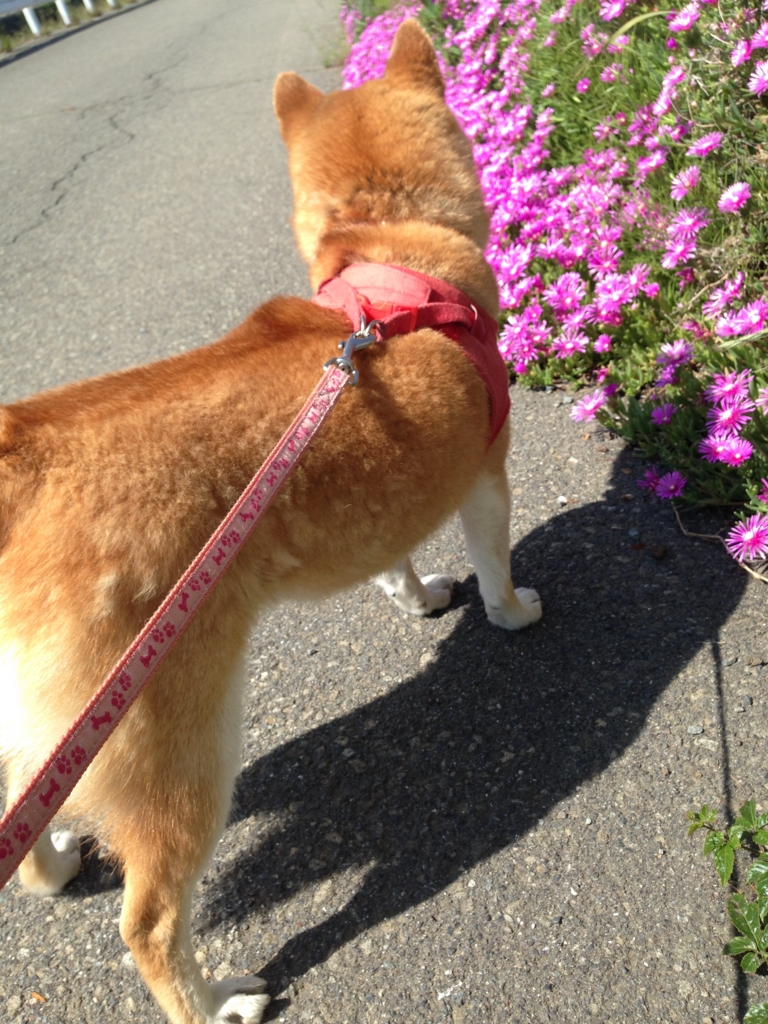 f:id:JunchanObachan:20160608211832j:plain