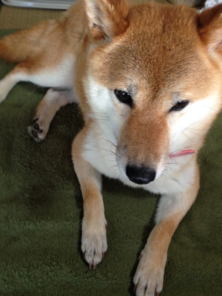 f:id:JunchanObachan:20160608212220j:plain