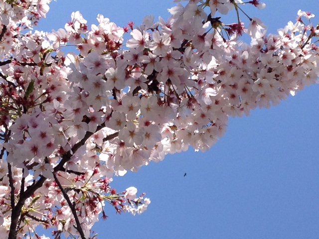 f:id:K-norita0426:20140411175044j:plain f:id:K-norita0426:20140411175044j:plain
